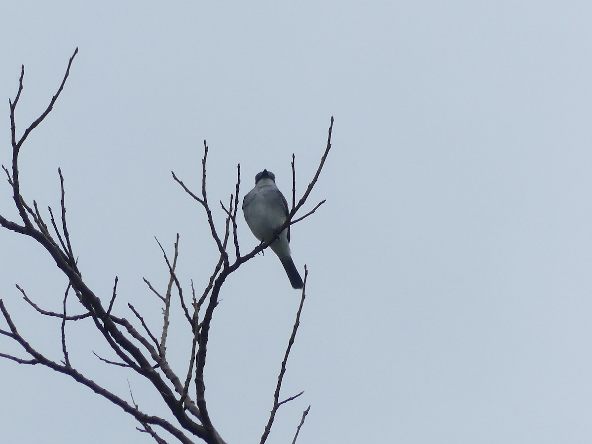 Gray Kingbird - ML634135779