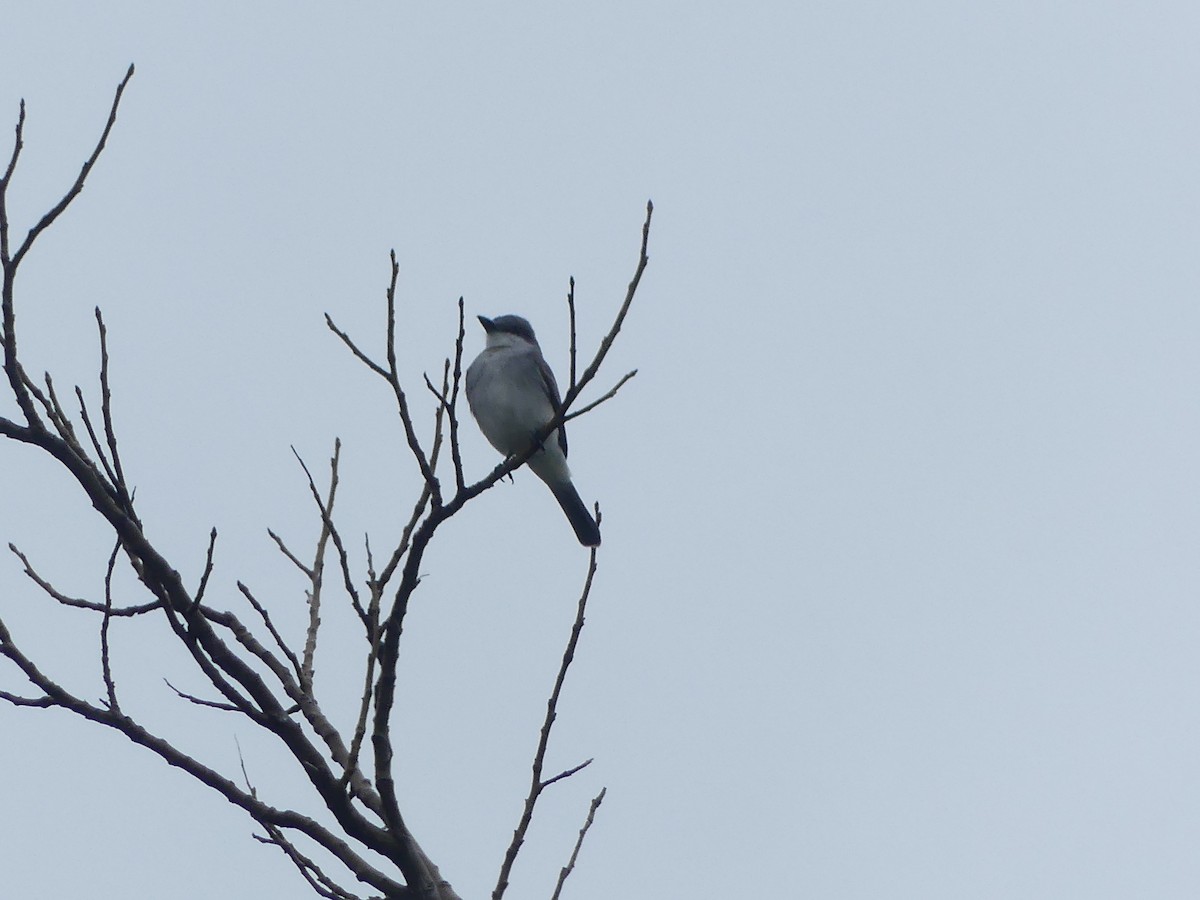 Gray Kingbird - ML634135780