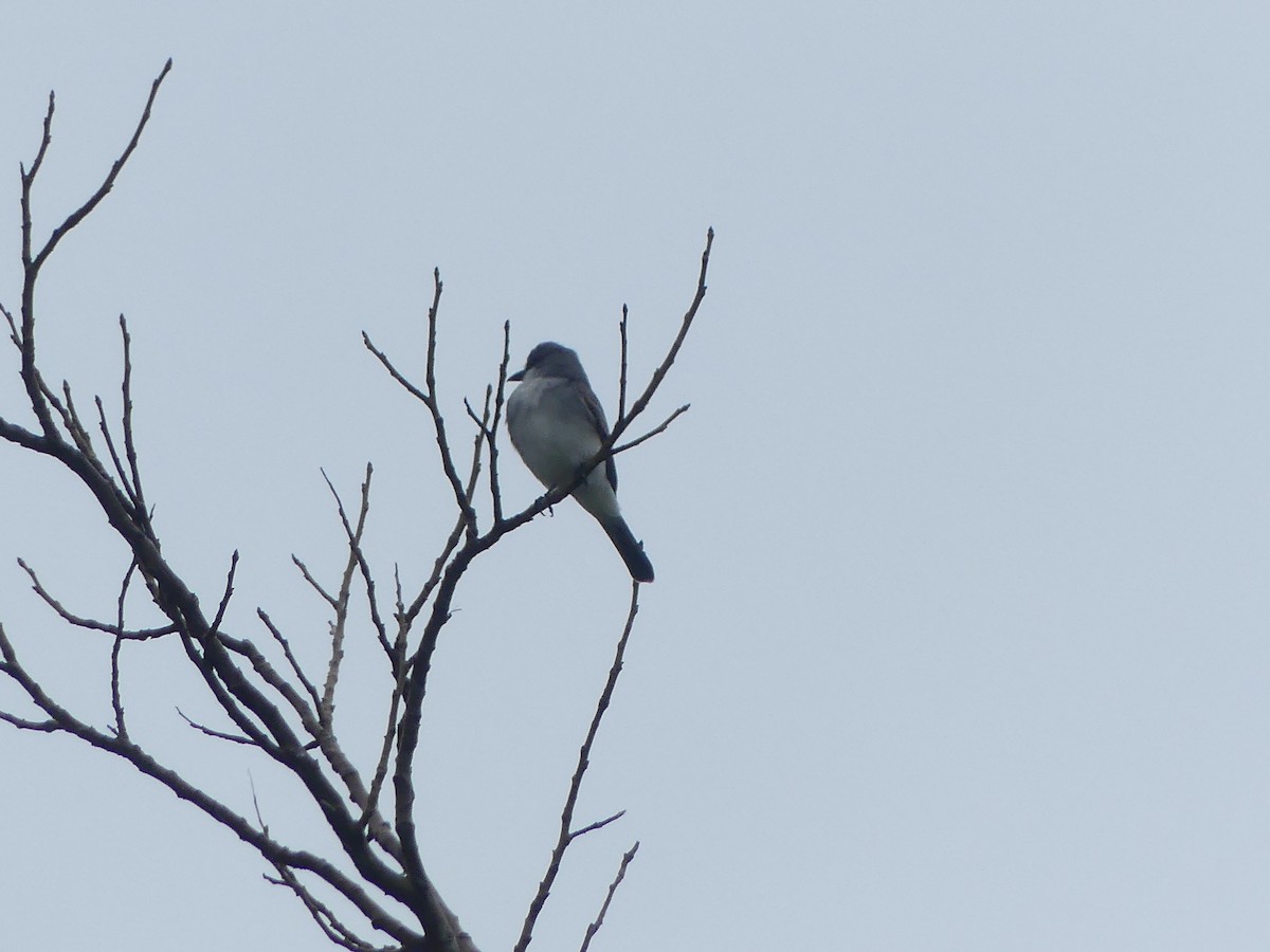 Gray Kingbird - ML634135781