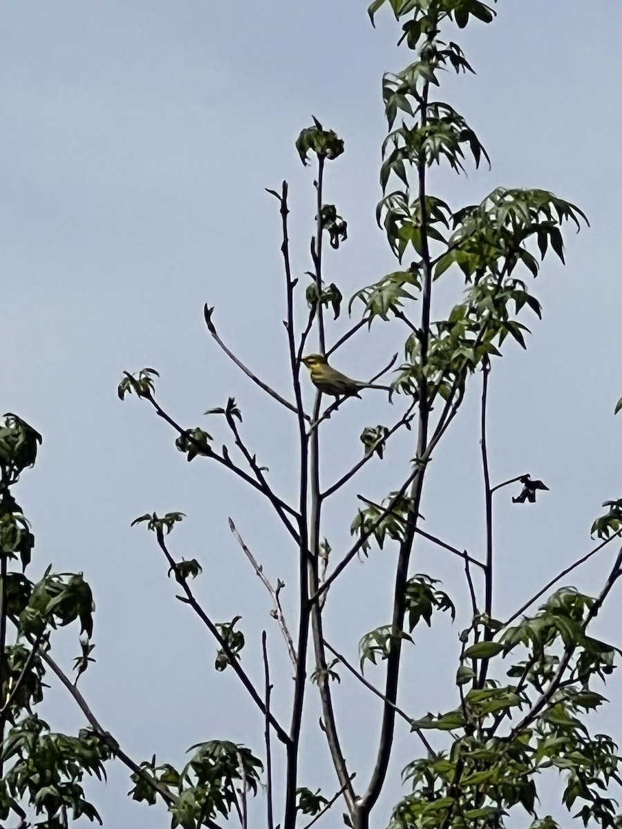 Prairie Warbler - ML634135790