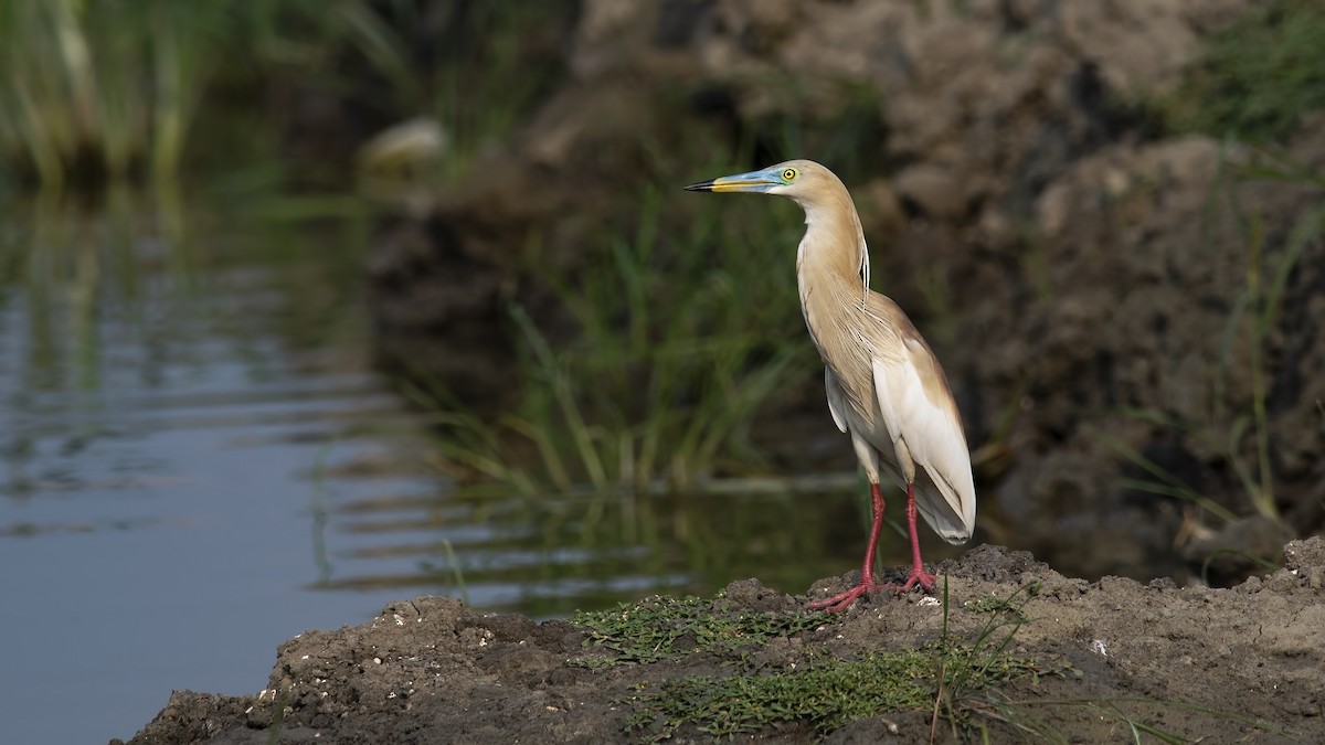 Indian Pond-Heron - ML634135854