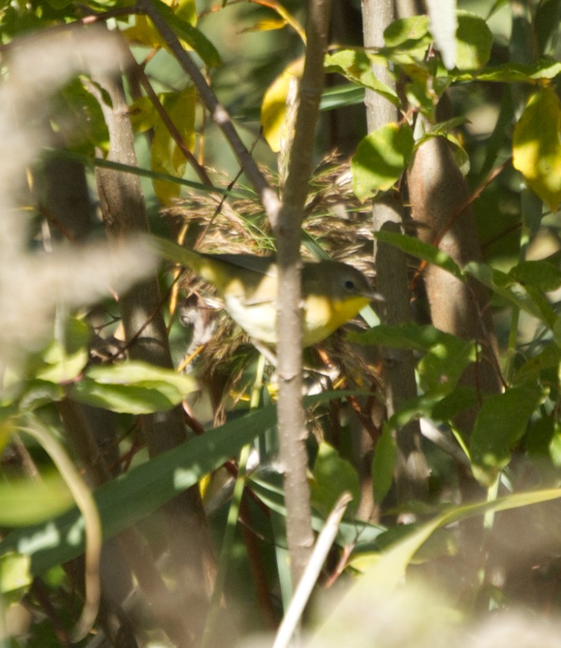 Common Yellowthroat - ML634135927