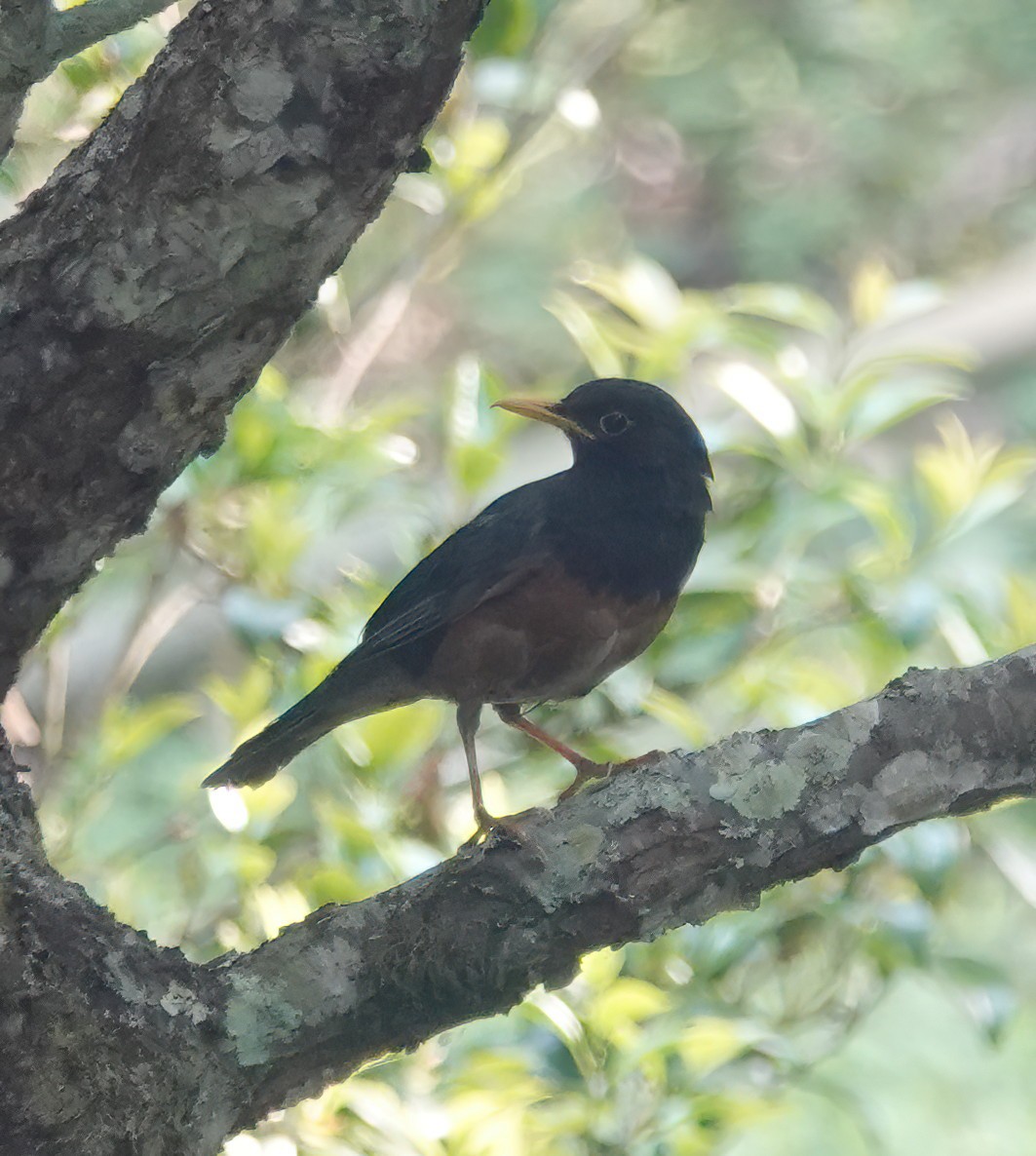 Black-breasted Thrush - ML634136000