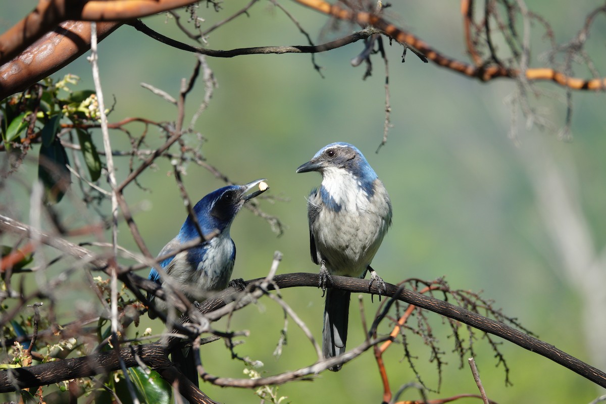 California Scrub-Jay - ML634136007