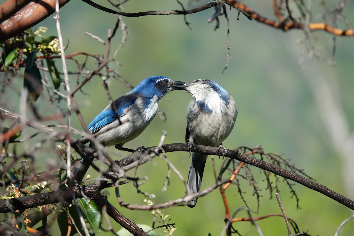 California Scrub-Jay - ML634136018