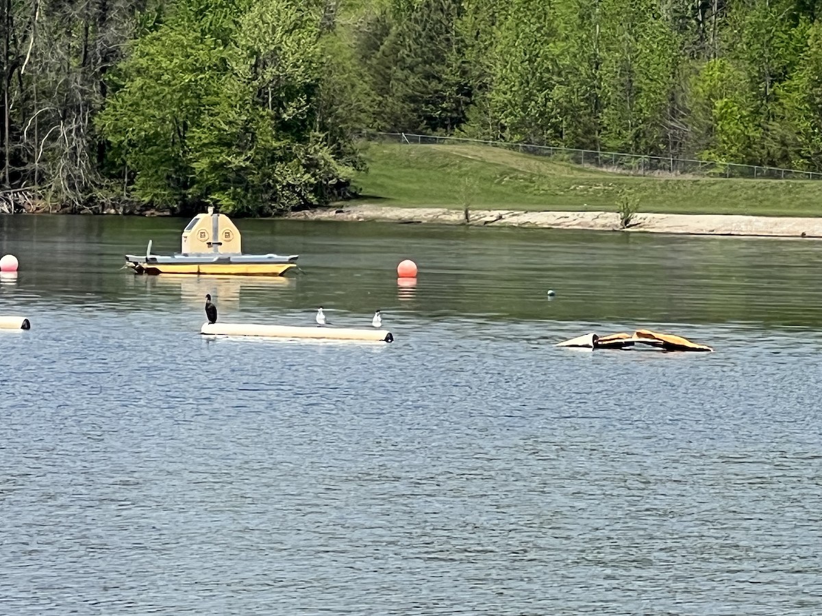 Caspian Tern - ML634136031