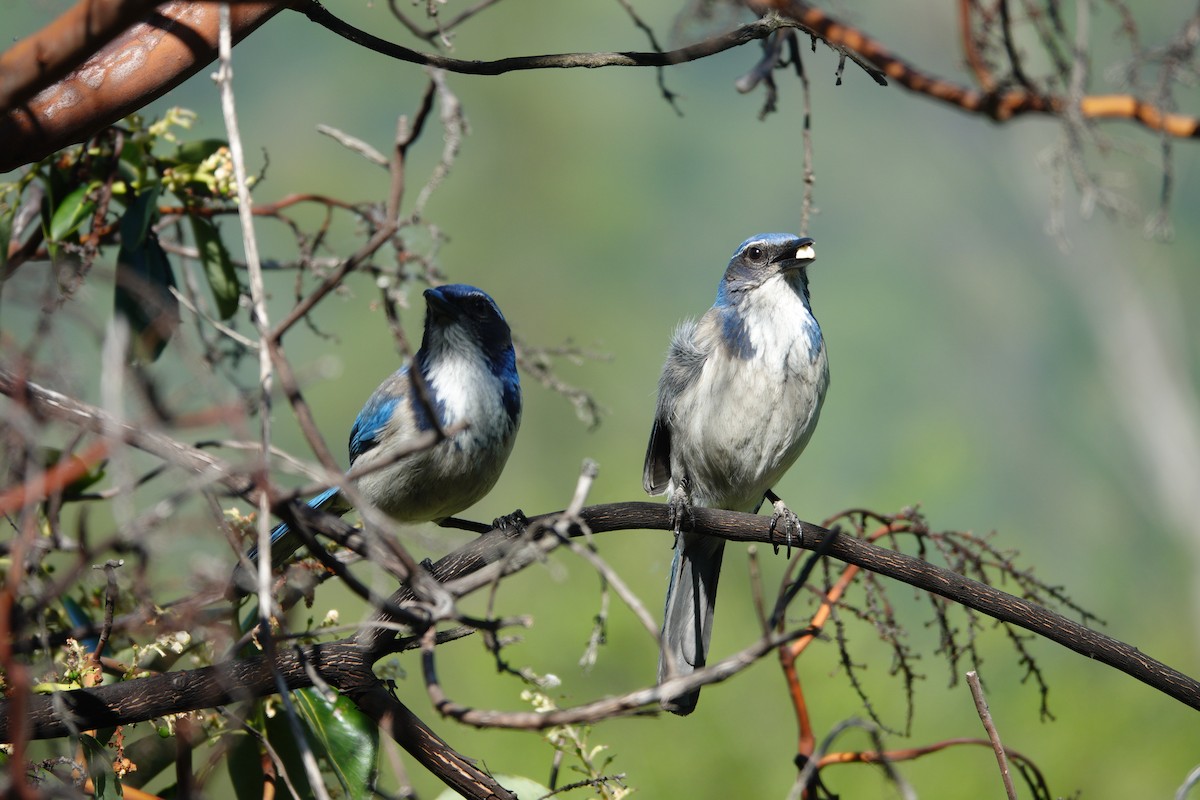 California Scrub-Jay - ML634136033