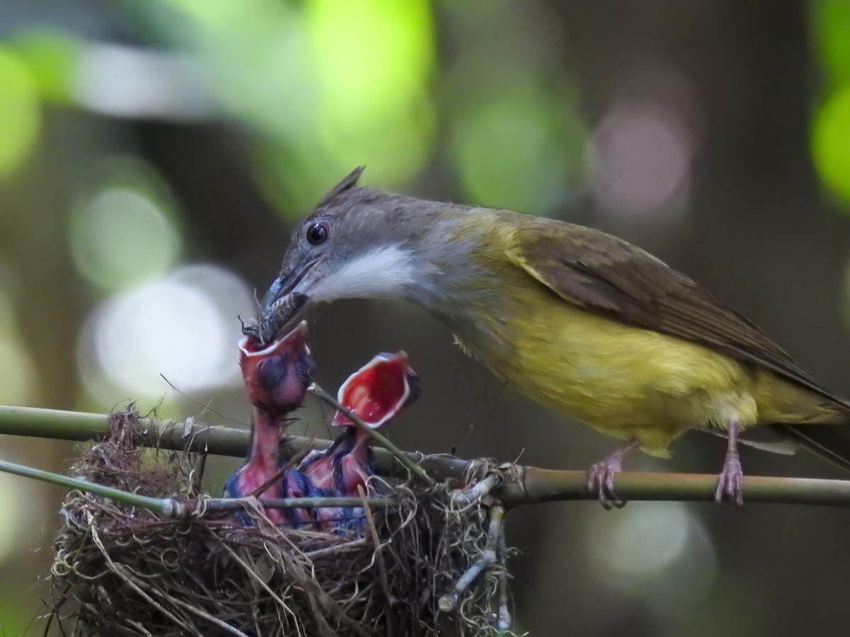 Brown-cheeked Bulbul - ML634136054