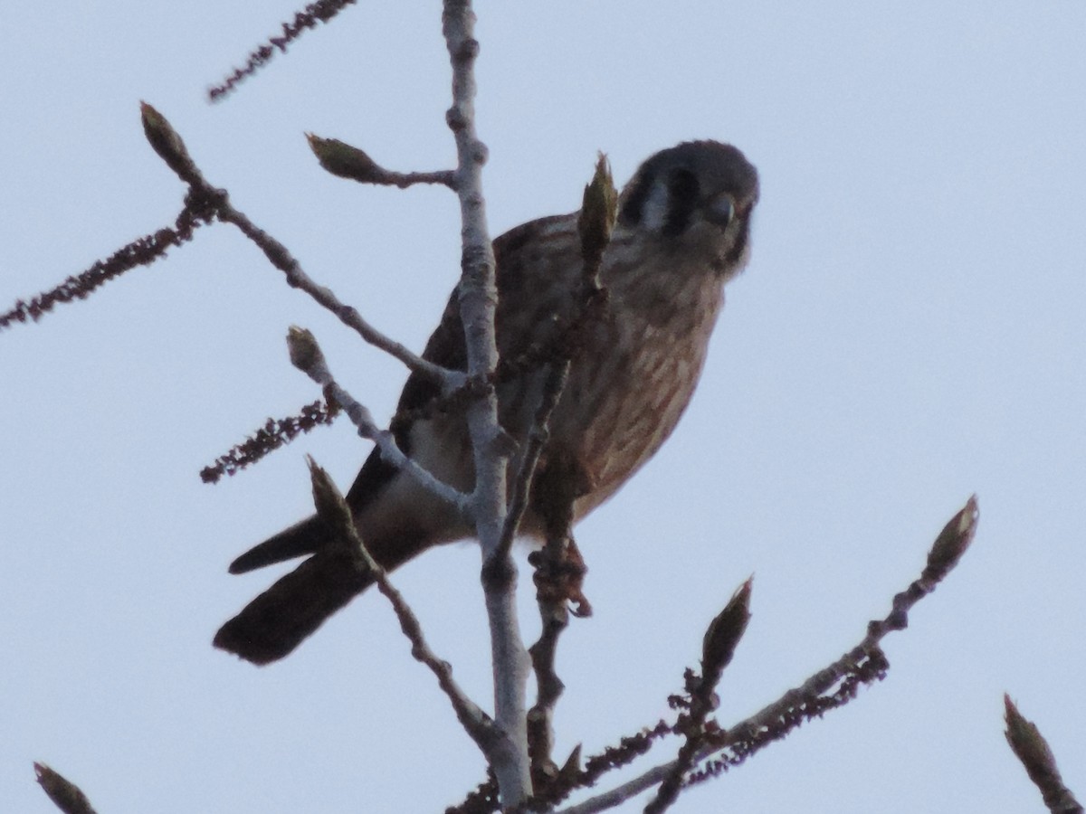 American Kestrel - ML634136119