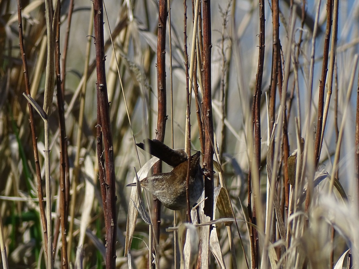 Marsh Wren - ML634136172