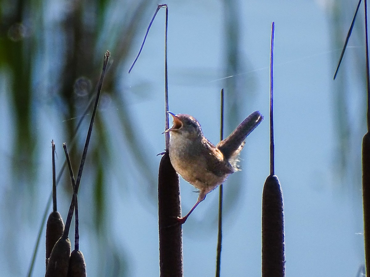 Marsh Wren - ML634136173