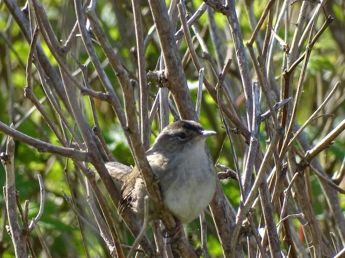 Marsh Wren - ML634136174