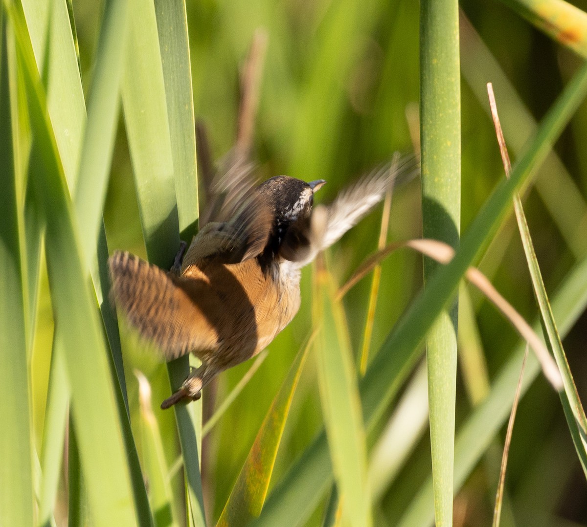 Marsh Wren - ML634136175