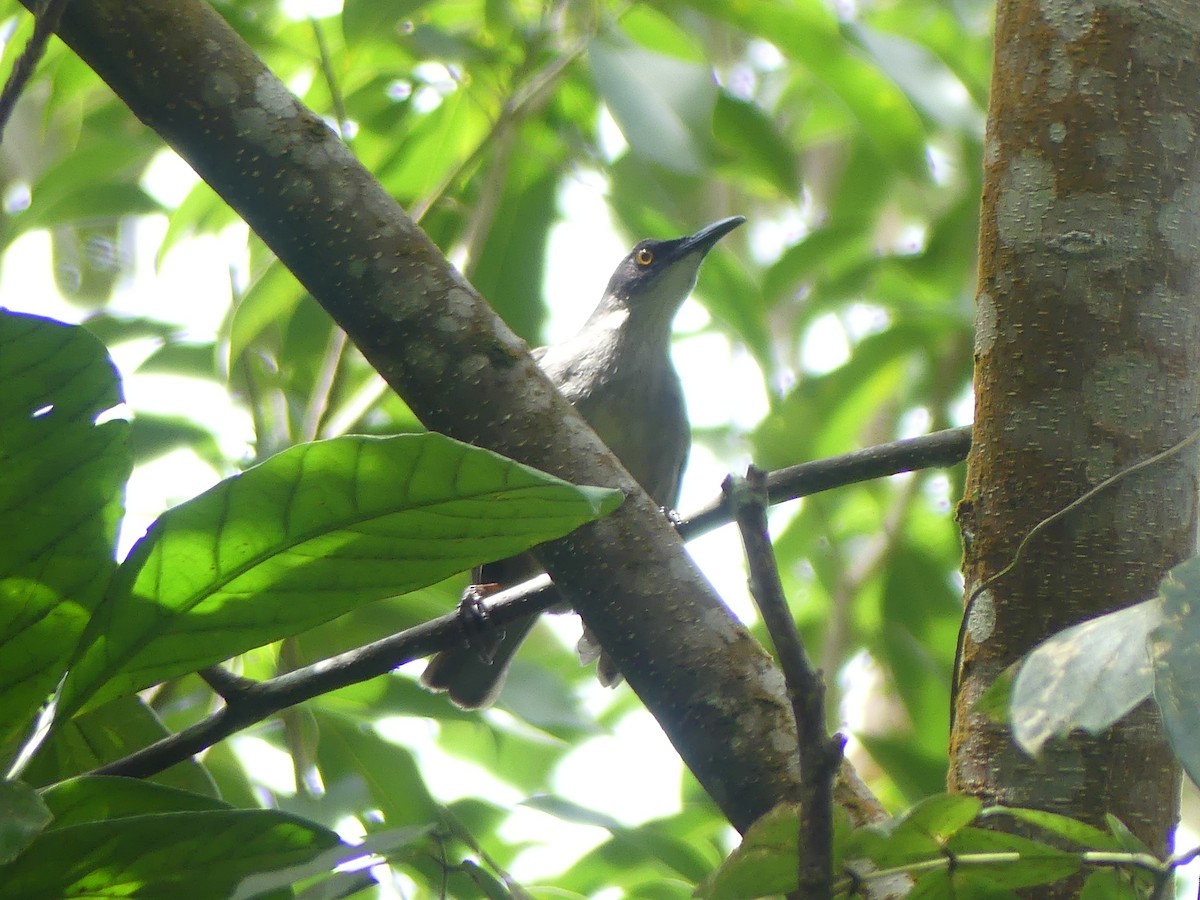 Gray Trembler - ML634136179