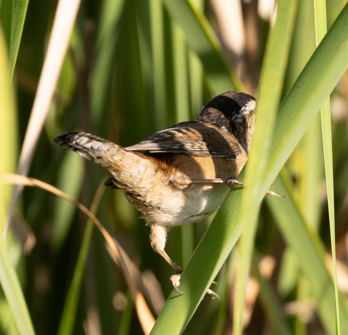 Marsh Wren - ML634136181