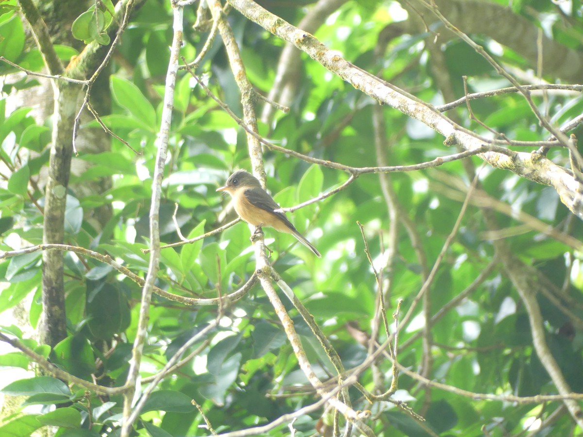 Lesser Antillean Pewee - ML634136209