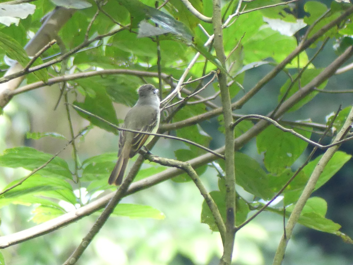 Lesser Antillean Flycatcher - ML634136229