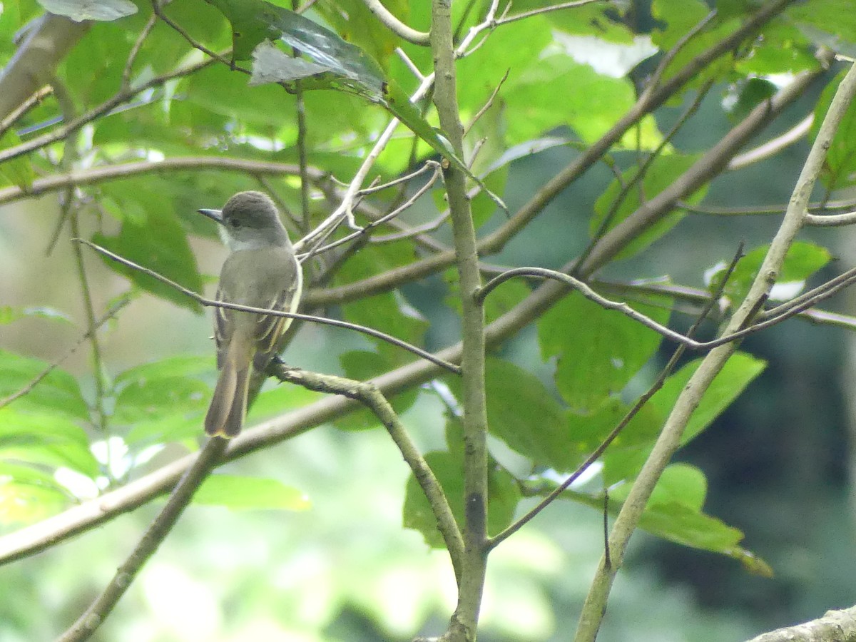 Lesser Antillean Flycatcher - ML634136230