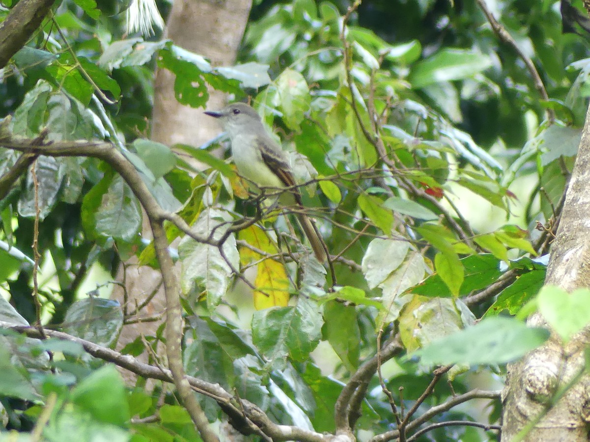 Lesser Antillean Flycatcher - ML634136231