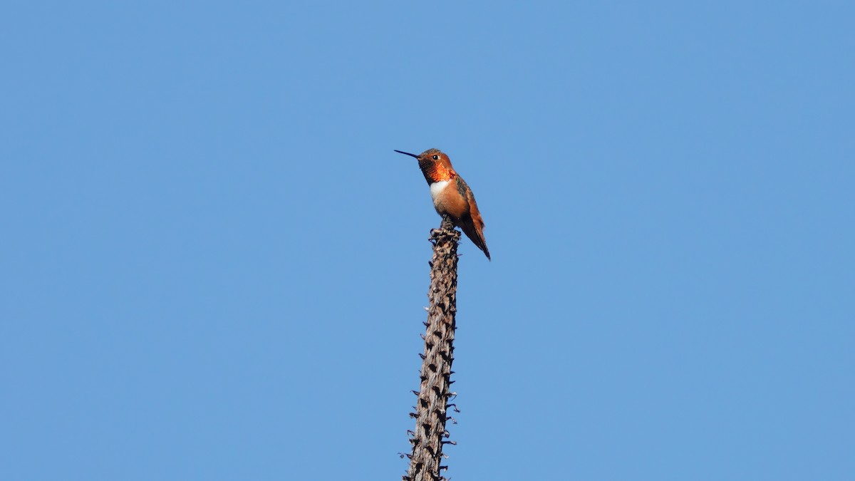 Allen's Hummingbird - ML634136420