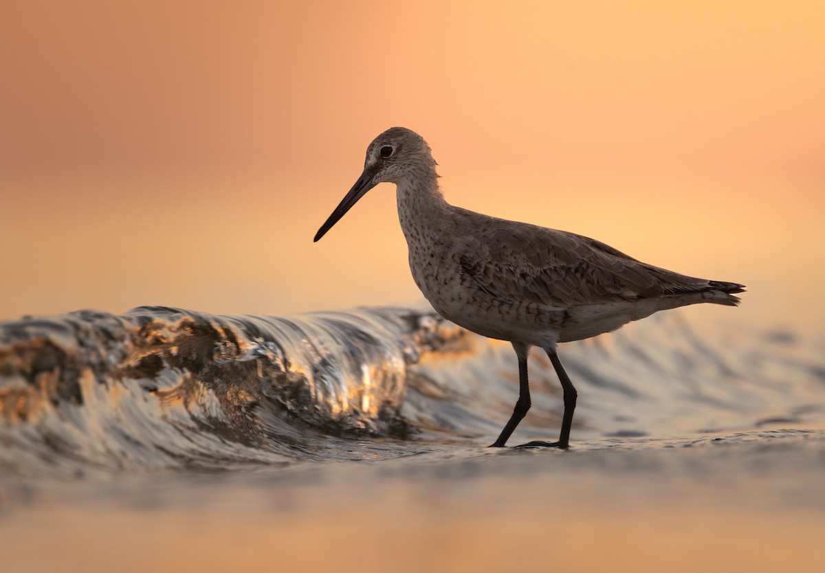 Willet (Eastern) - ML634136498