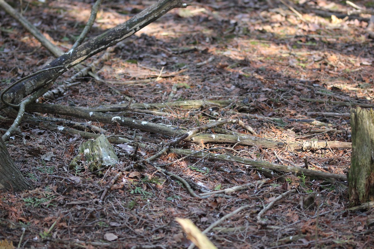 Long-eared Owl (American) - ML634136522
