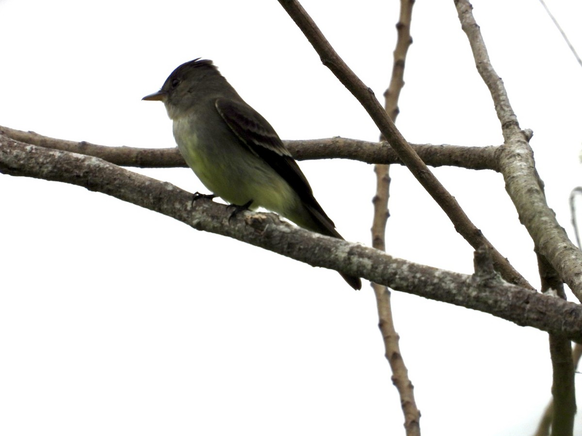 Eastern Wood-Pewee - ML634136537