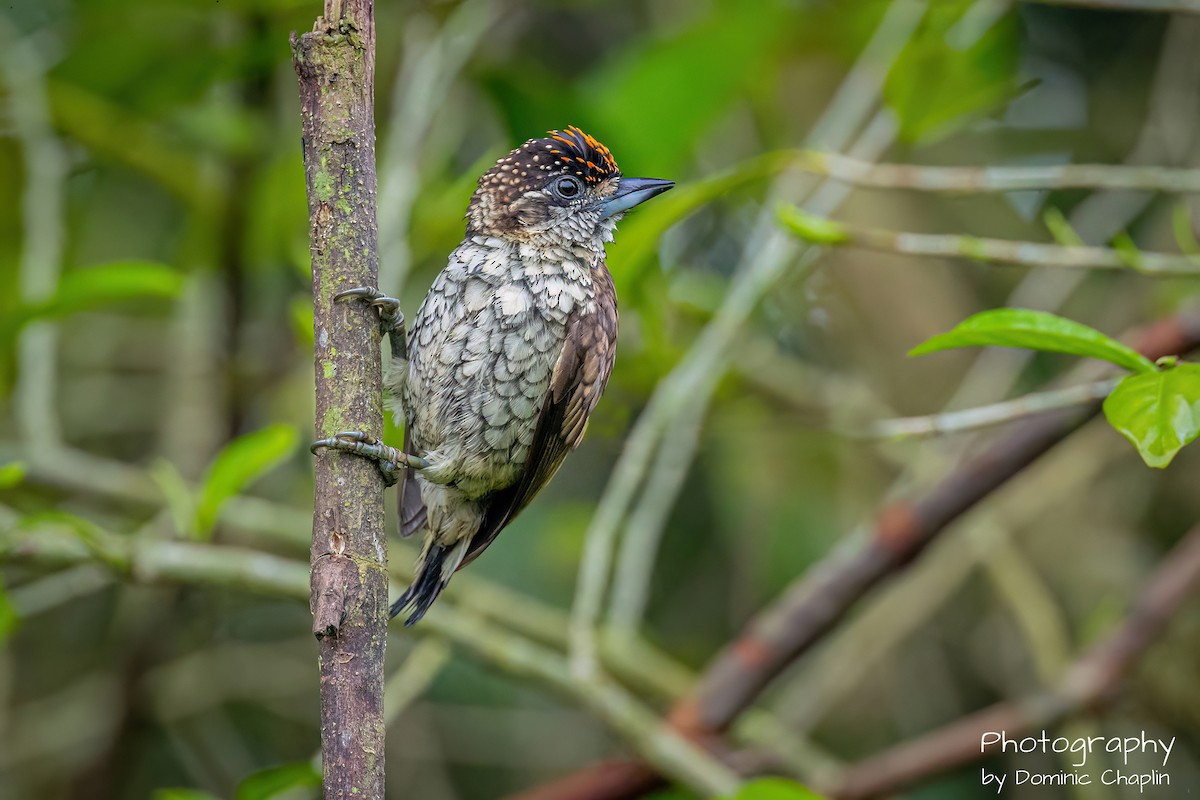 Scaled Piculet - ML634136570