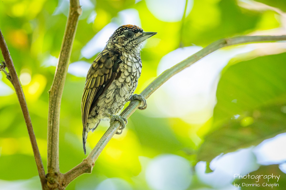 Scaled Piculet - ML634136571