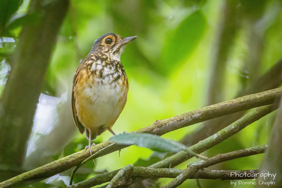 Spotted Antpitta - ML634136602