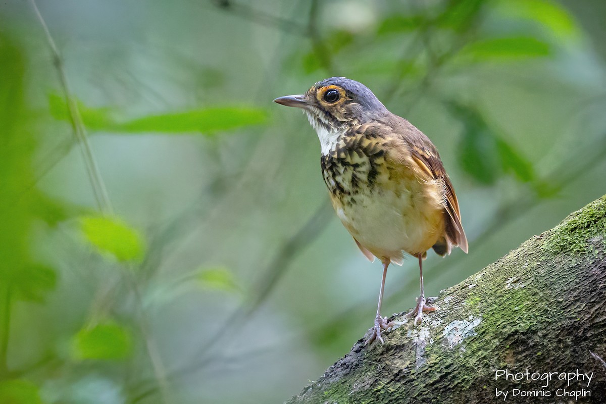 Spotted Antpitta - ML634136604