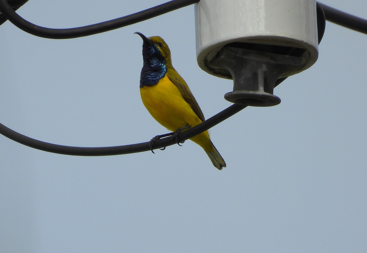Sahul Sunbird - ML634136613