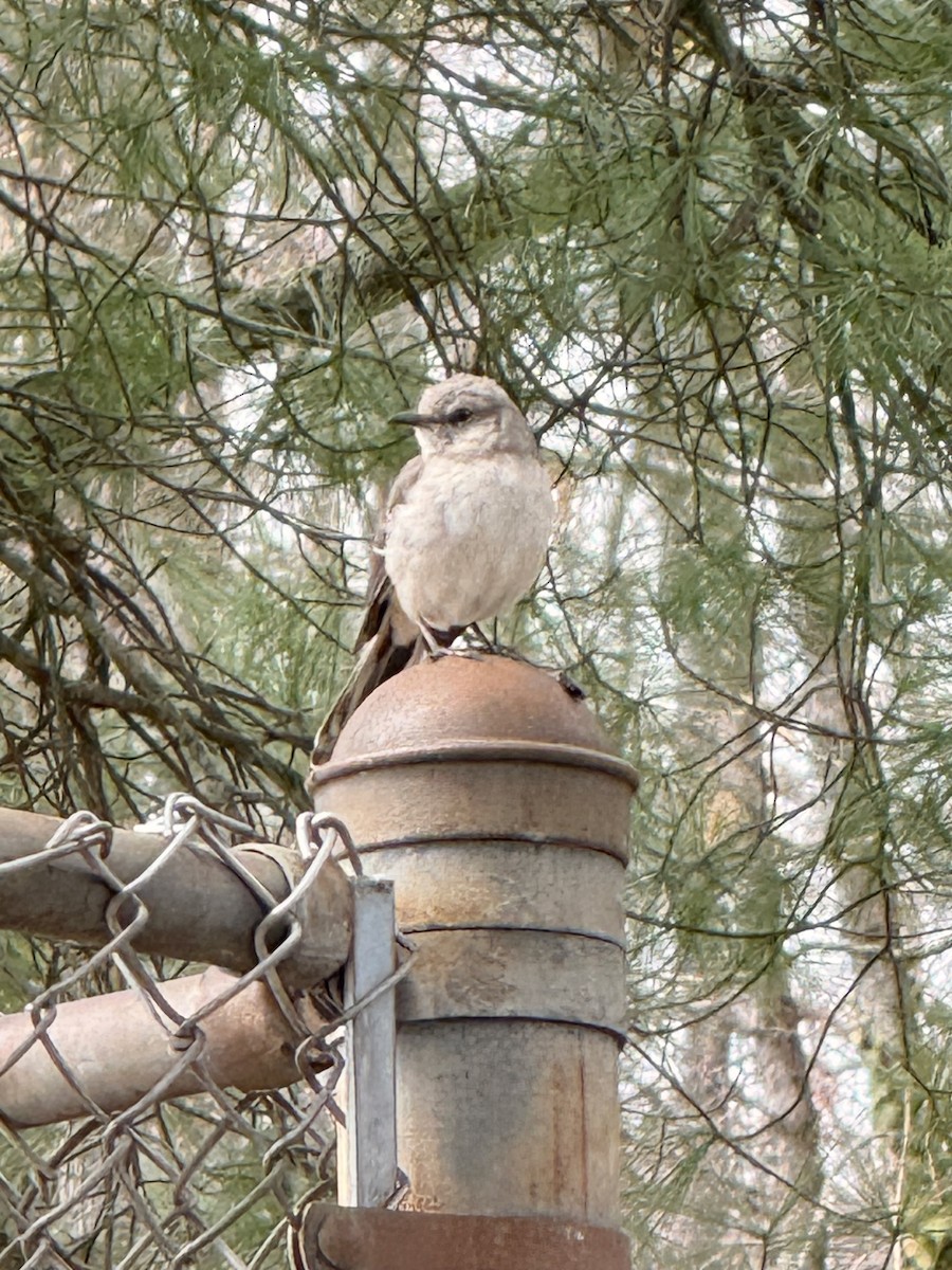 Northern Mockingbird - ML634136625