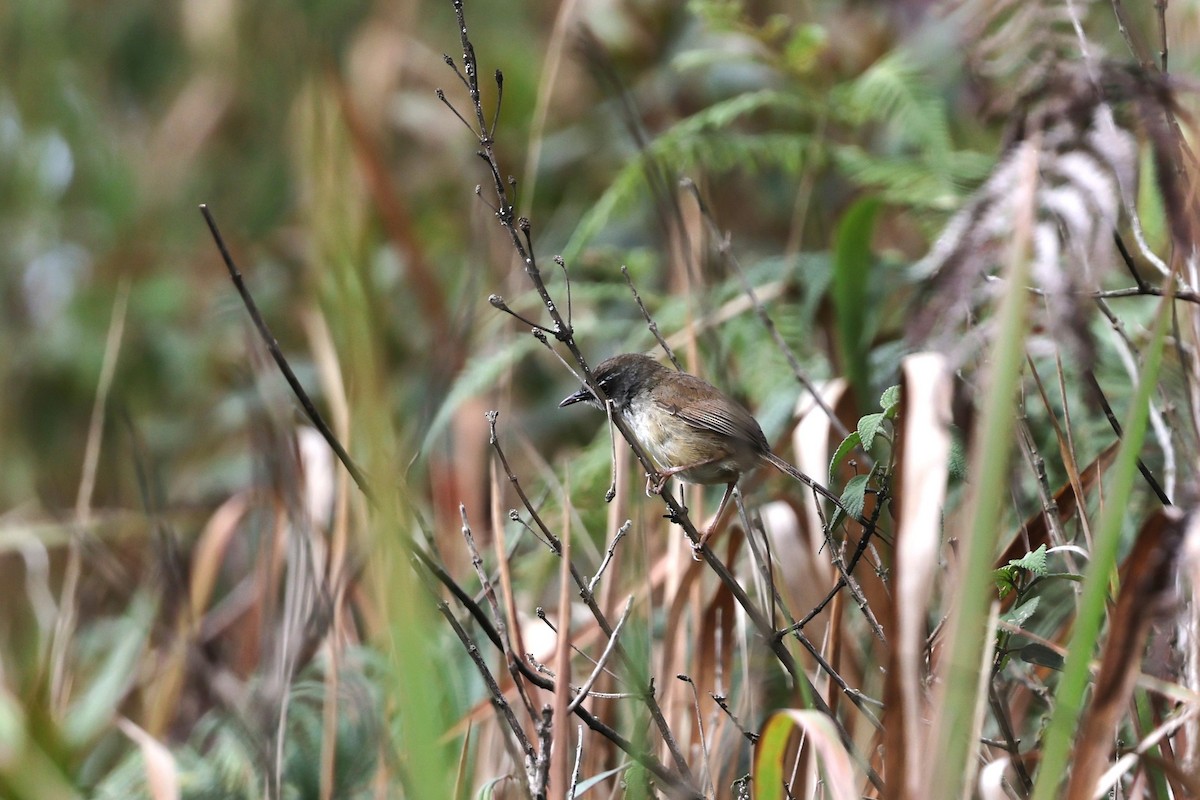Dalat Bush Warbler - ML634136670