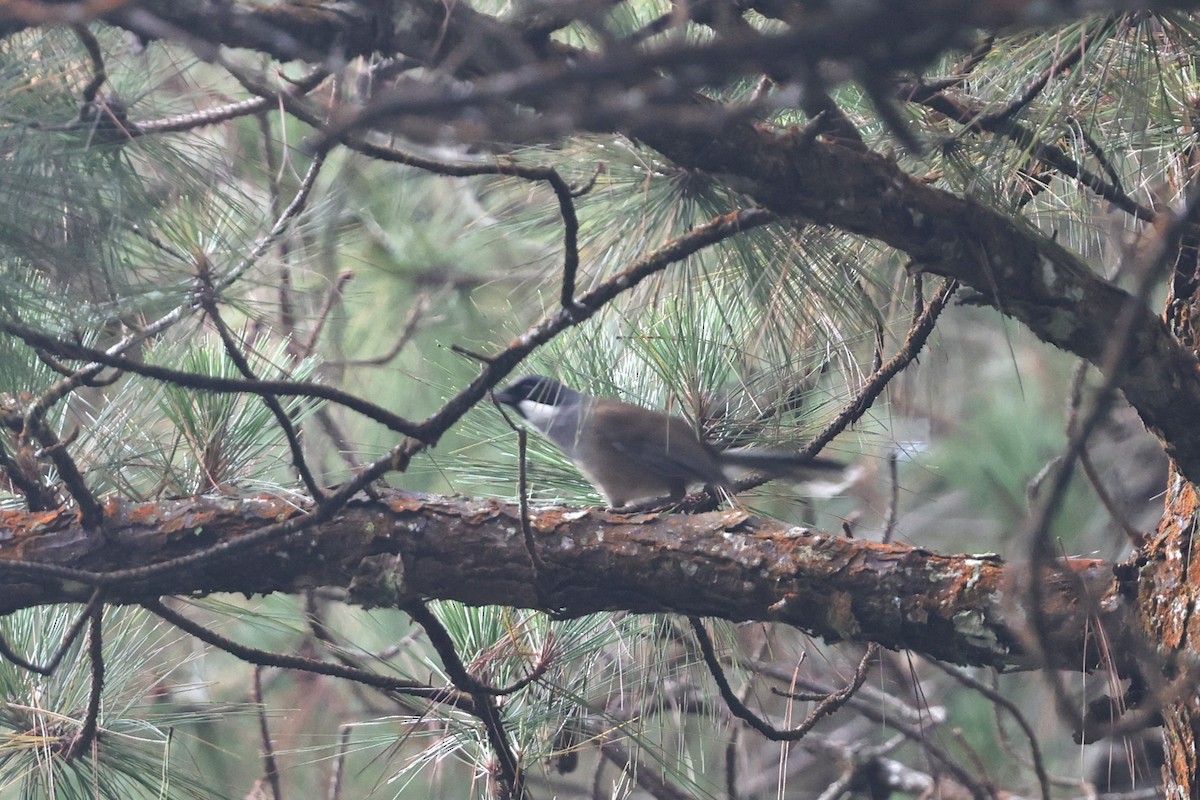 White-cheeked Laughingthrush - ML634136932