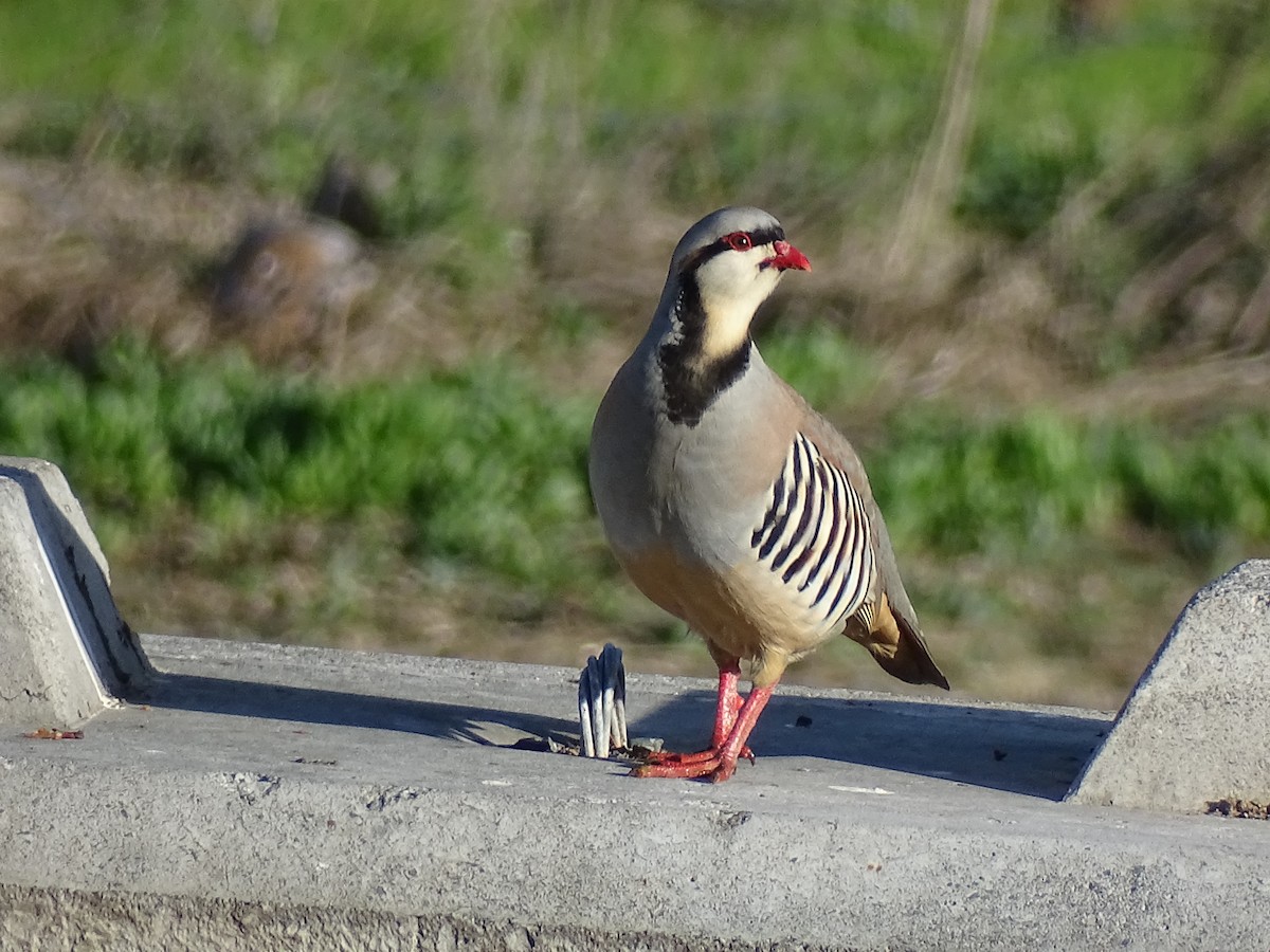 Chukarhuhn - ML634136949