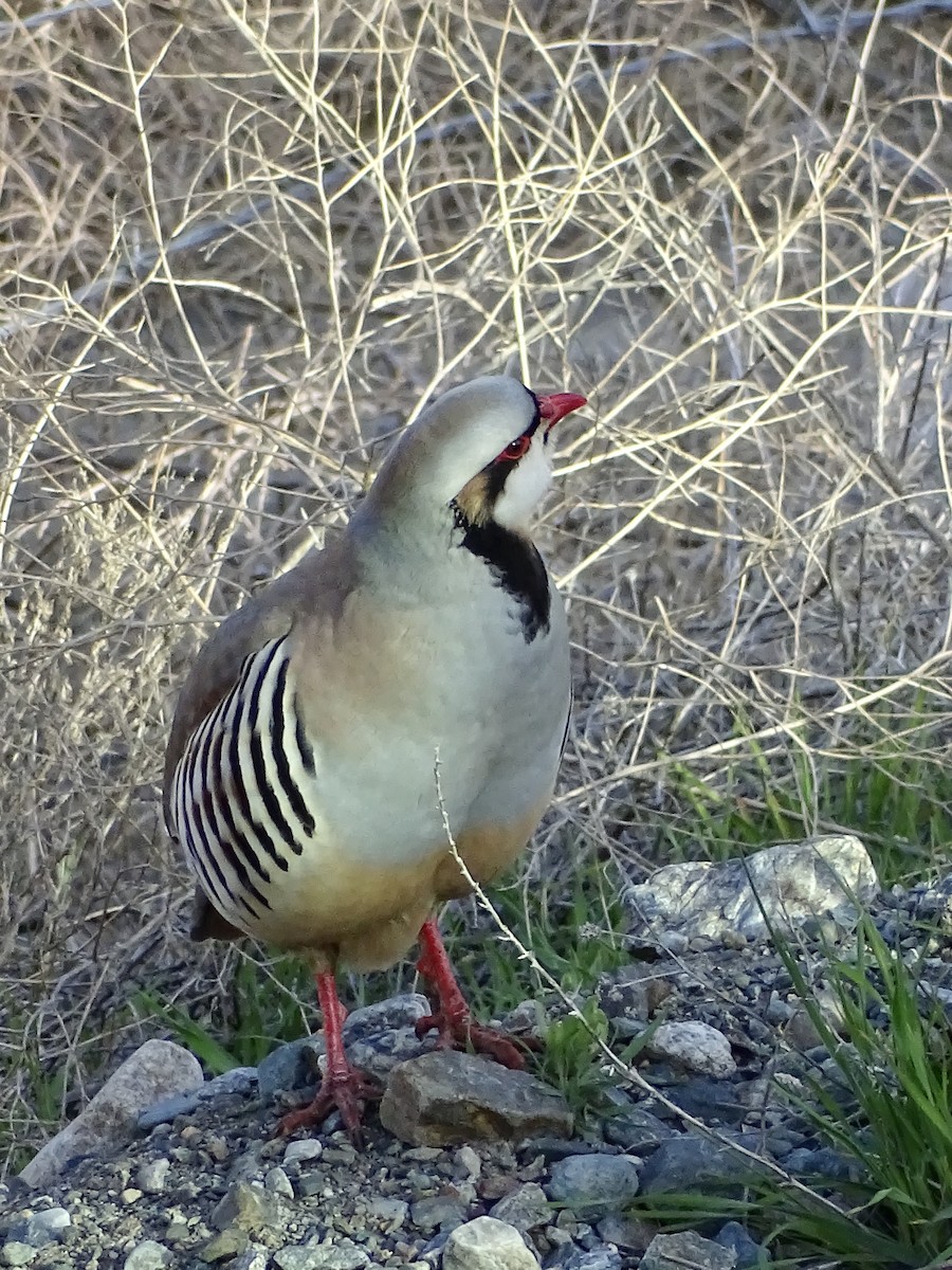 Chukarhuhn - ML634136951