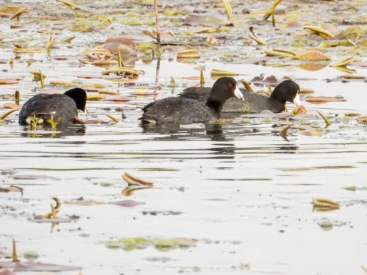 American Coot - ML634137050