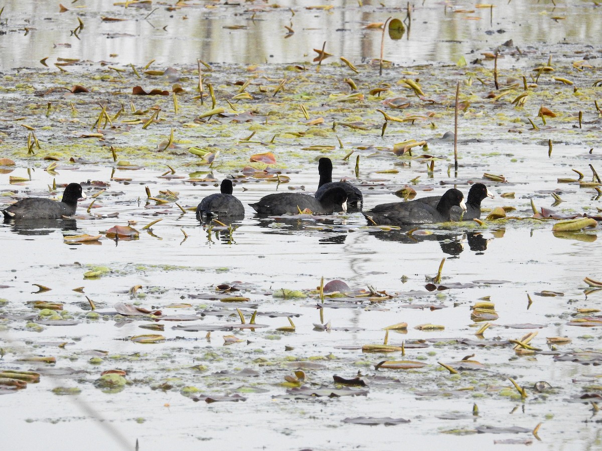 American Coot - ML634137058