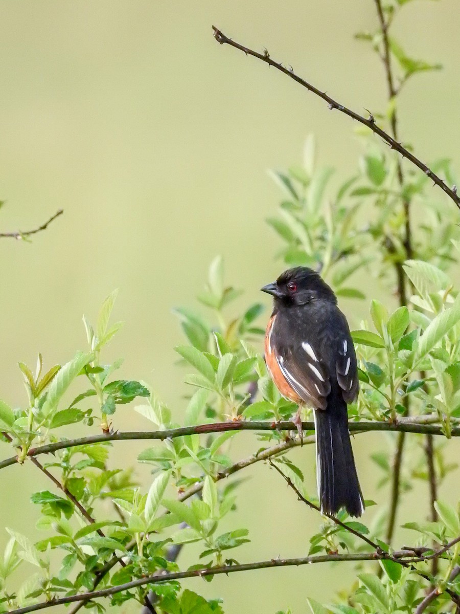 Eastern Towhee - ML634137147