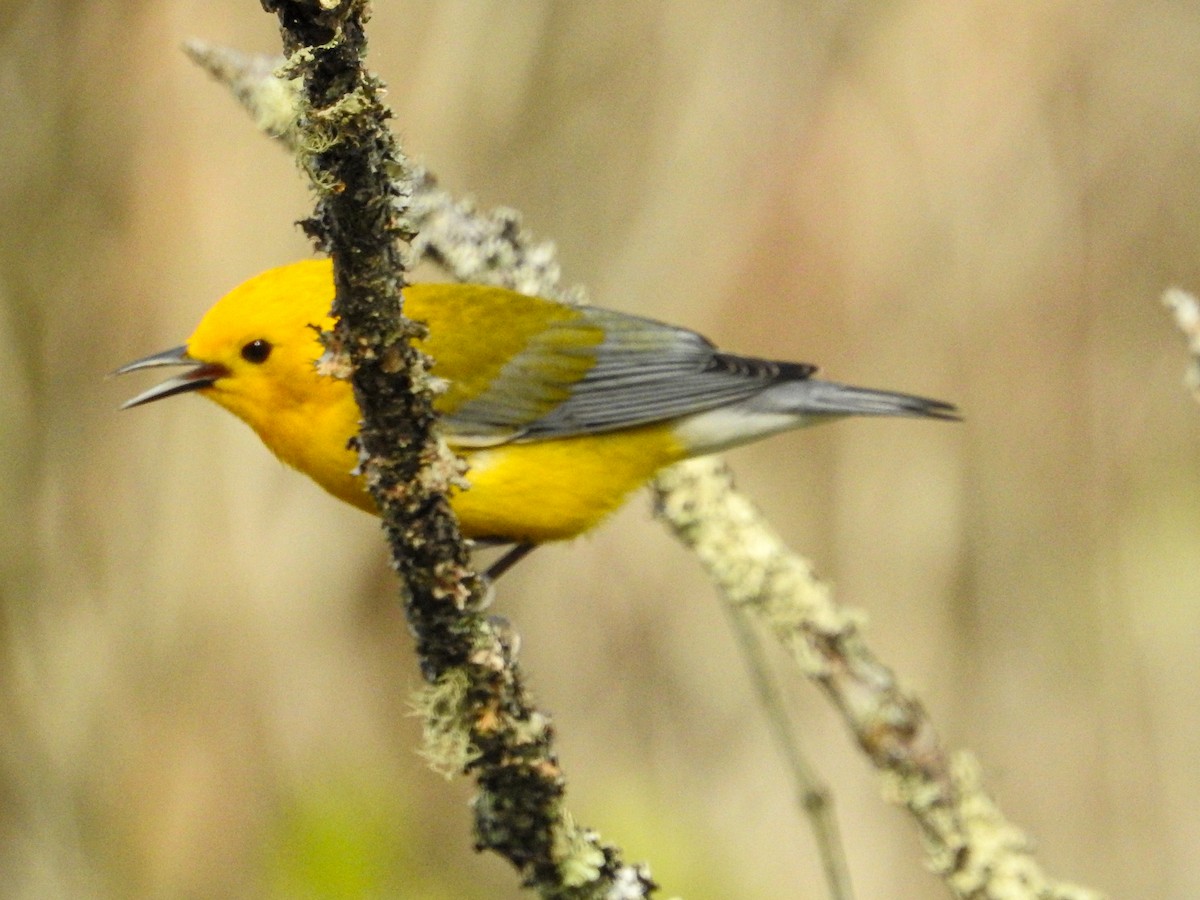 Prothonotary Warbler - ML634137190