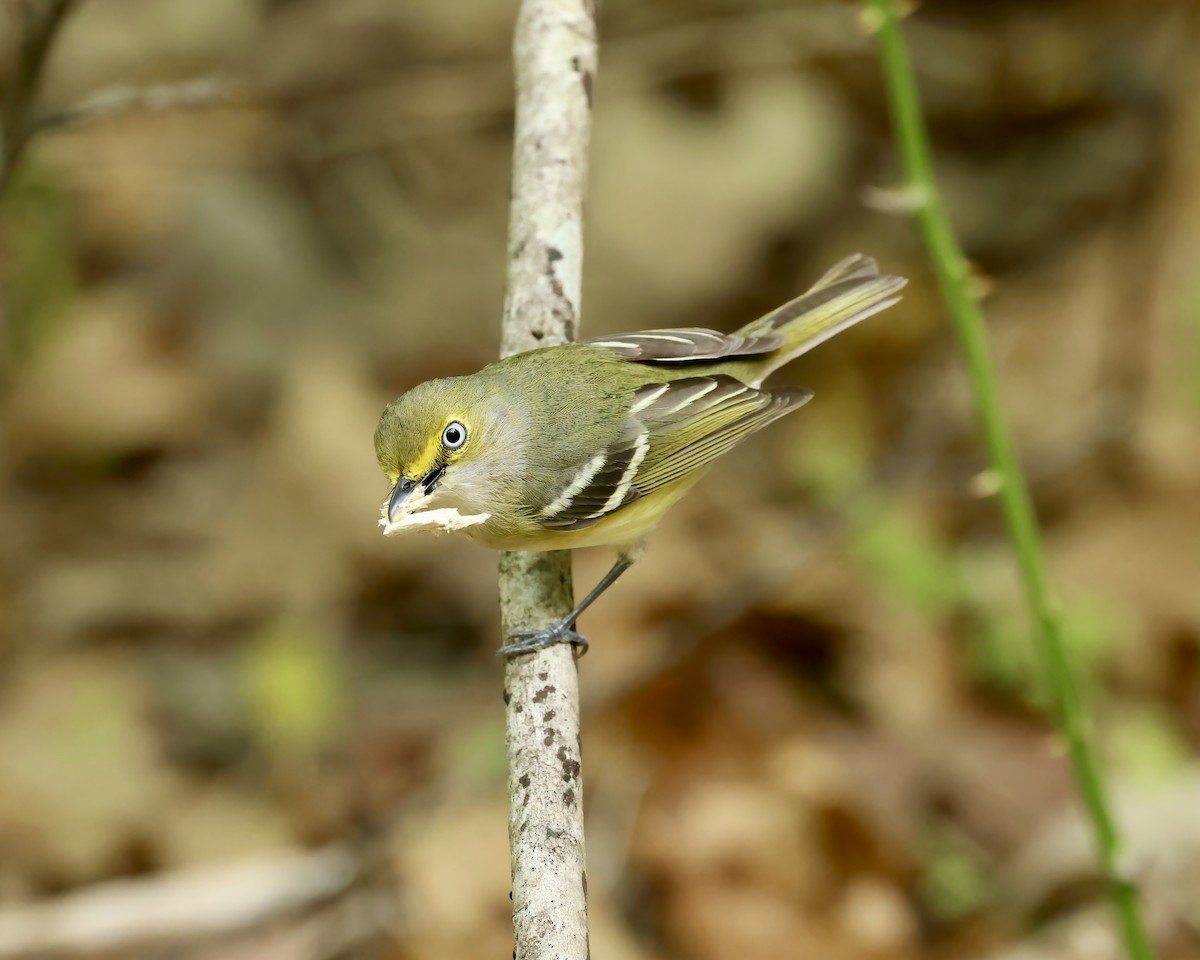 White-eyed Vireo - ML634137192