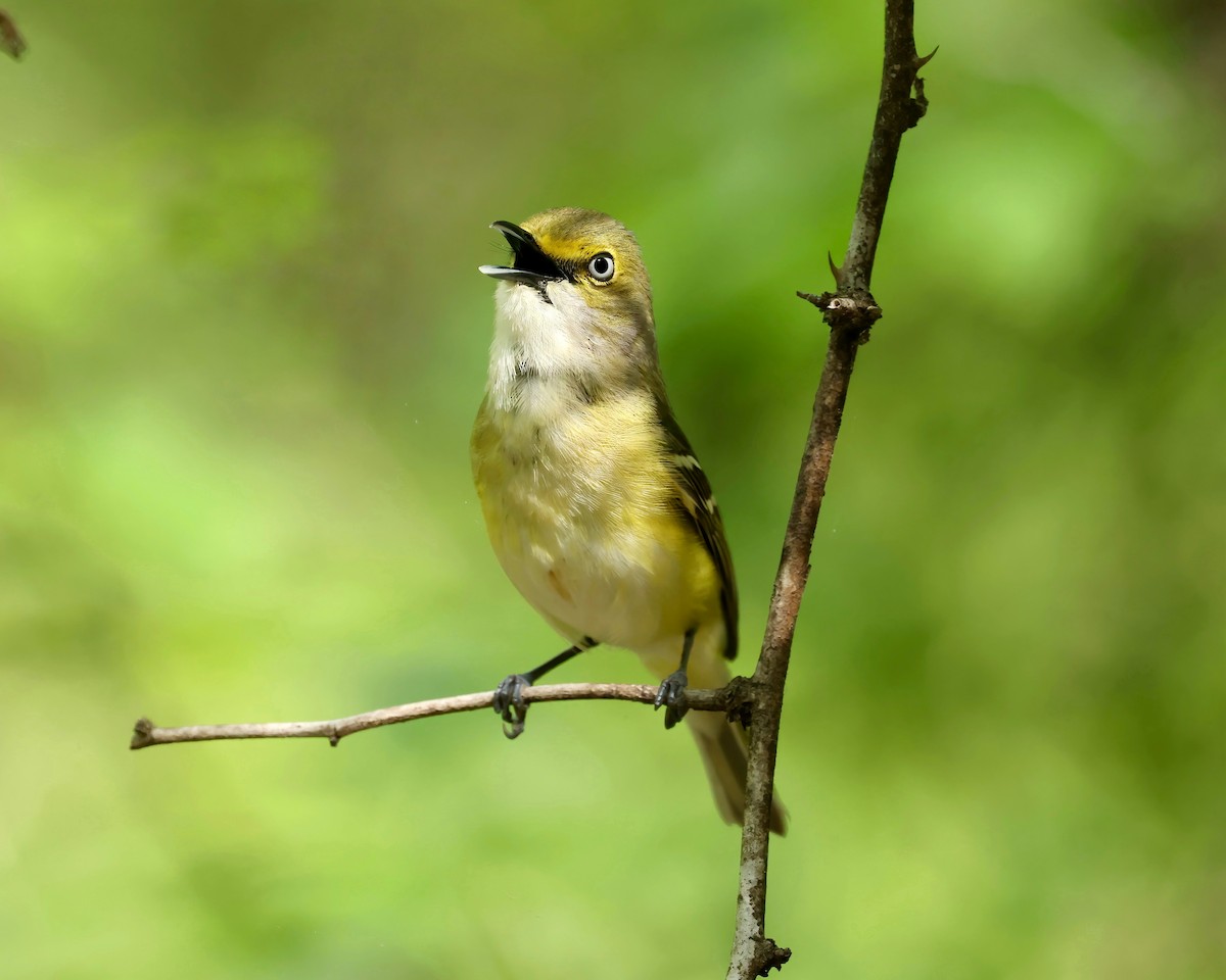 White-eyed Vireo - ML634137193
