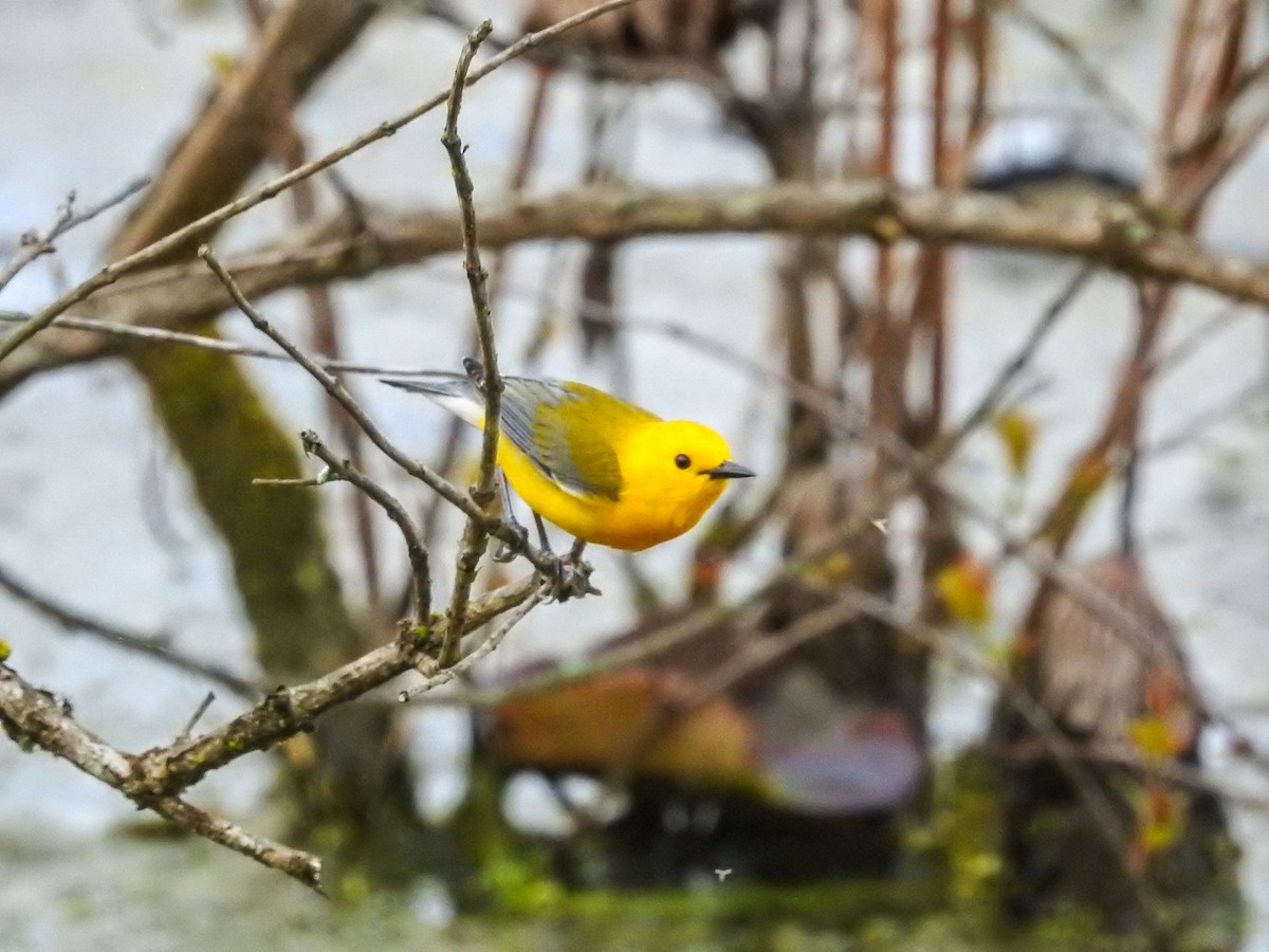 Prothonotary Warbler - ML634137225