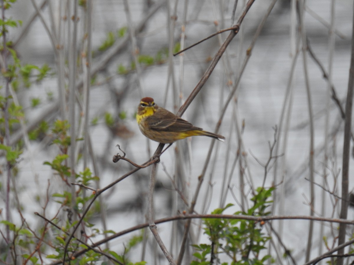 Palm Warbler - ML634137238