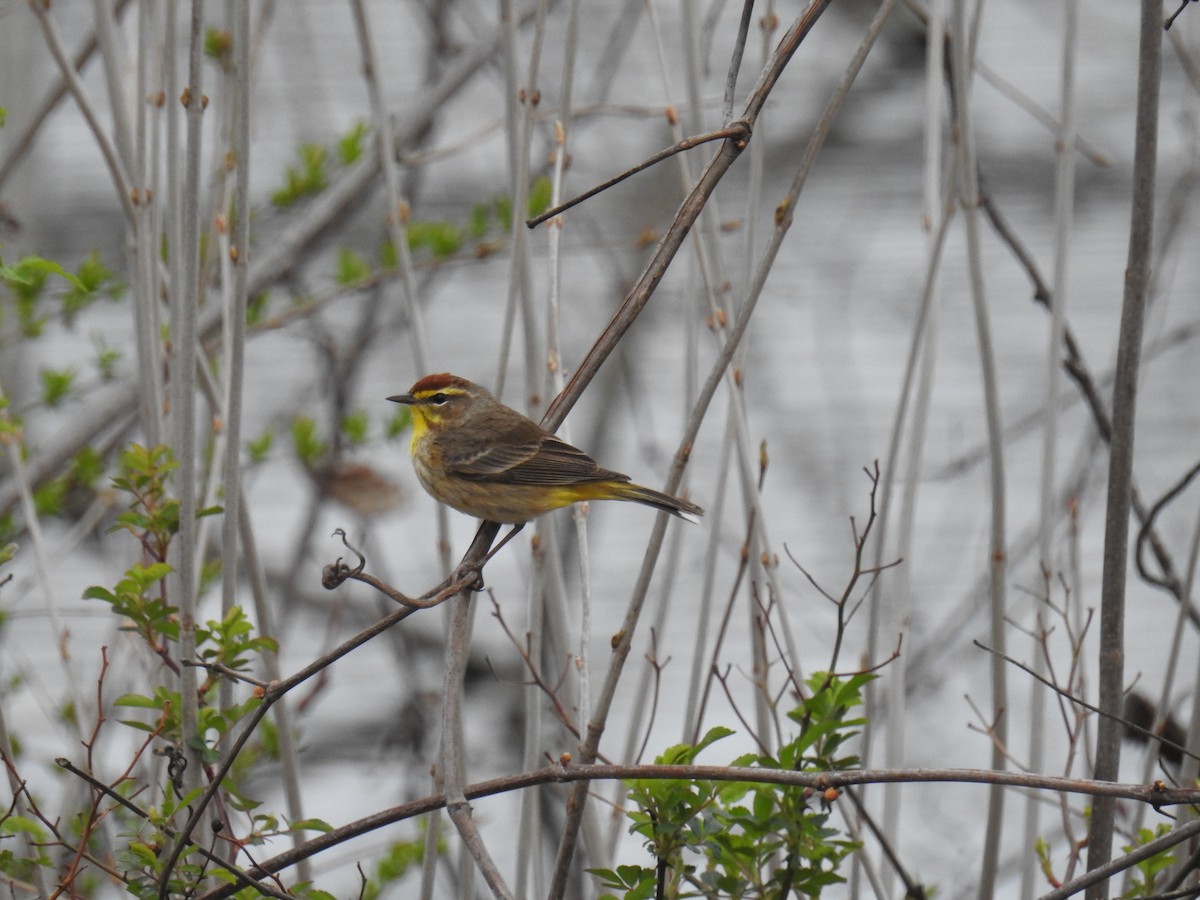 Palm Warbler - ML634137240
