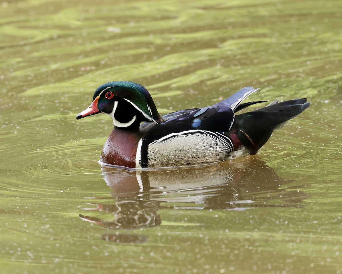 Wood Duck - ML634137252
