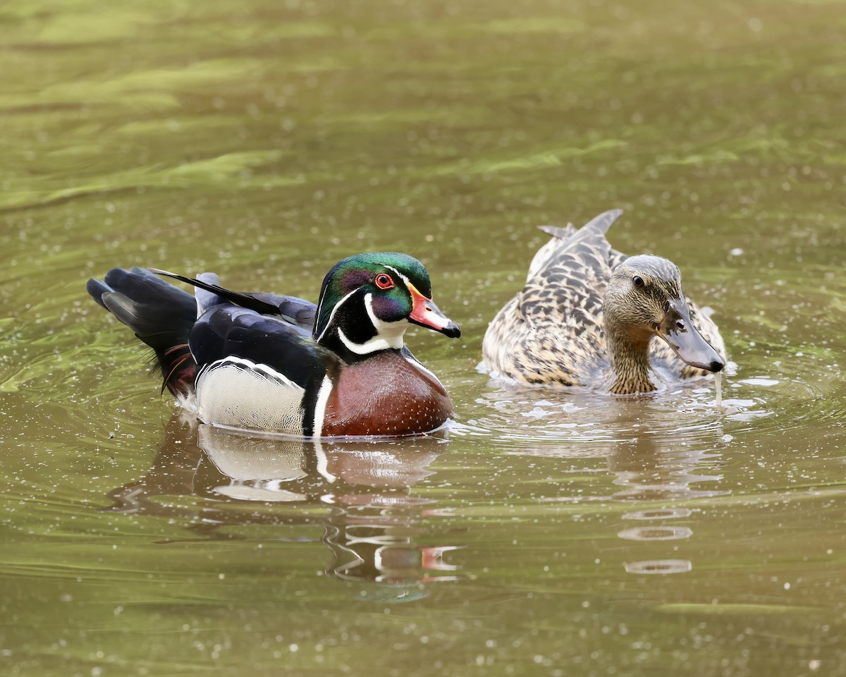 Wood Duck - ML634137253