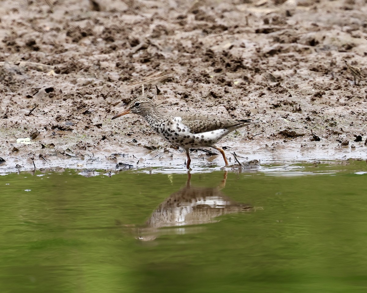 Spotted Sandpiper - ML634137261