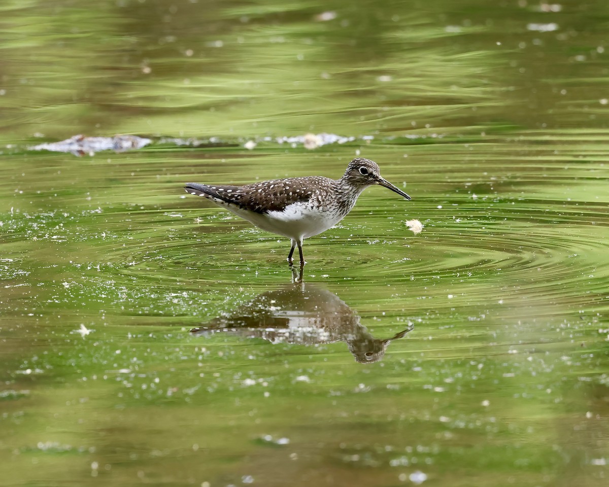 Solitary Sandpiper - ML634137271